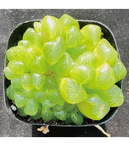 Amazon｜多肉植物 ハオルチア 万象錦糊斑｜観葉植物 オンライン通販